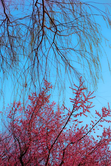 Image depicting a clear blue sky with the upper branches of two trees; one with bare, thin, leafless branches extending downward from the top, and the other with vibrant pink blossoms covering its woo