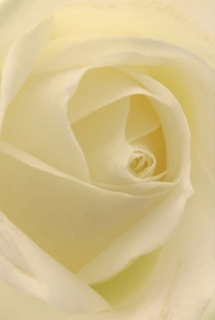 This evocative close-up of a white rose enchants with its interplay of velvety petals, each layer unfolding with gentle precision, reminiscent of the tranquil corners found in Upper Clapton's parks and gardens. Cream and soft ivory shades meld together, suffused with a calm light that seems to radiate from within the bloom itself. The petals' matte yet creamy texture captures the feeling of silk beneath fingertips, their translucency hinting at both strength and fragility. Subtle variances in colour and faint shadows infuse a sense of quiet sophistication-ideal for commemorating life's significant moments, whether a romantic gesture, a heartfelt apology, or an elegant touch at a local Upper Clapton wedding. The spiraled heart suggests purity and resilience, a natural work of art complemented by the steady hands of an experienced florist. Each detail, from the curl of a petal to the soft glow of early morning light, reflects both nature's wisdom and the caring traditions of the Upper Clapton community. Imagine the faint, clean fragrance mingling with the London air, a symbol of serenity, grace, and the enduring beauty that a classic white rose brings to any occasion.